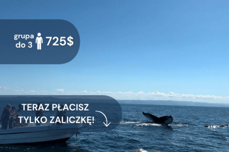Półwysep Samaná – Wieloryby i Wyspa Bacardí – z Bayahibe (wycieczka prywatna)