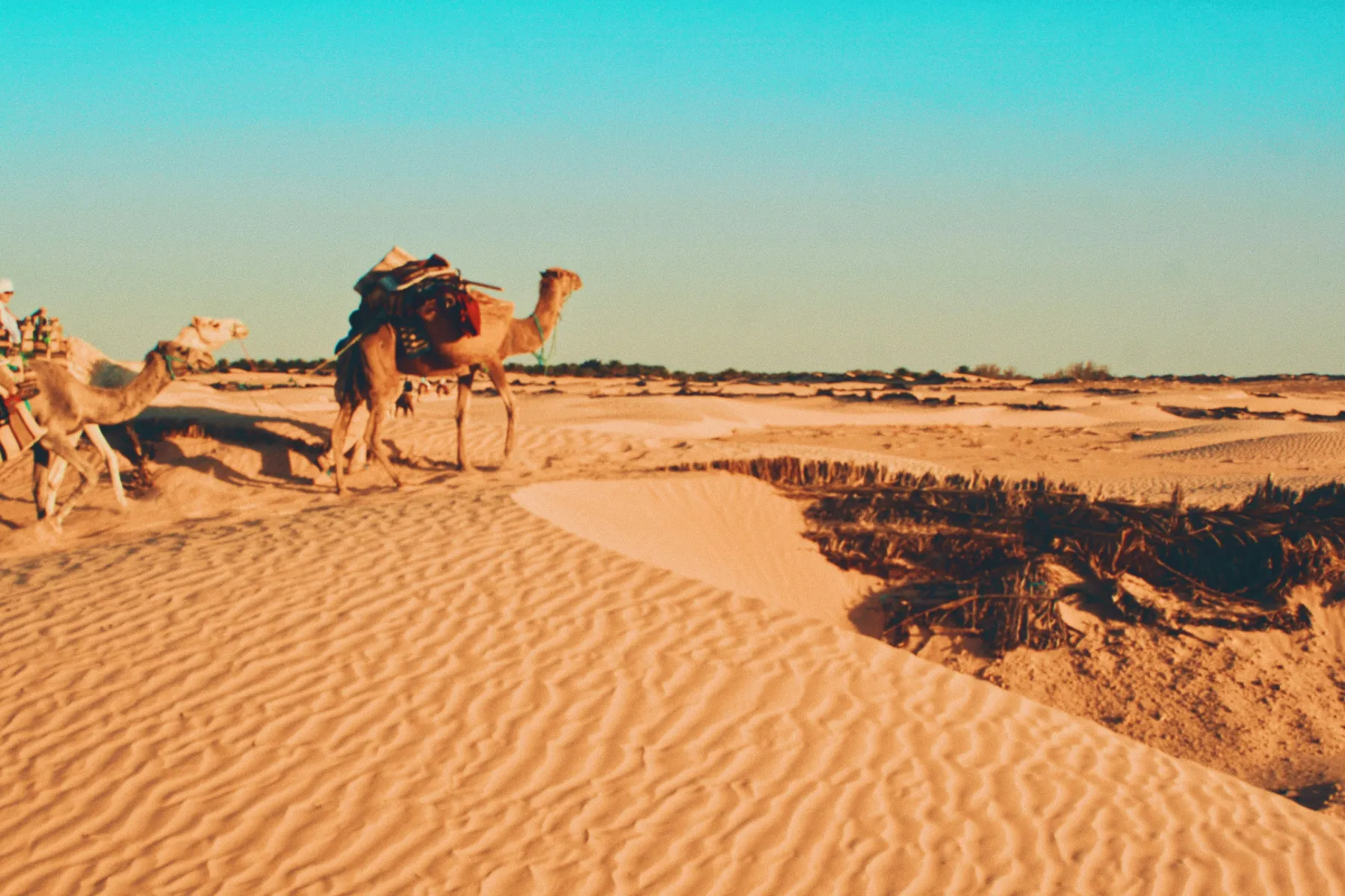sahara tunezja